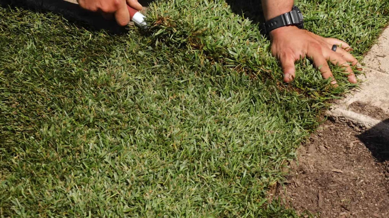 Lawn Care & Maintenance service in Alameda, CA
